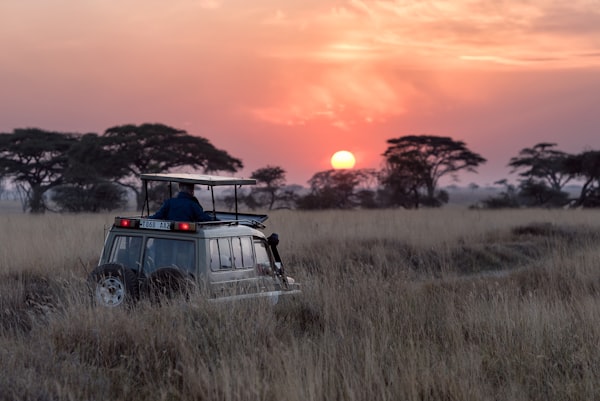 Serengeti Wildlife Safari